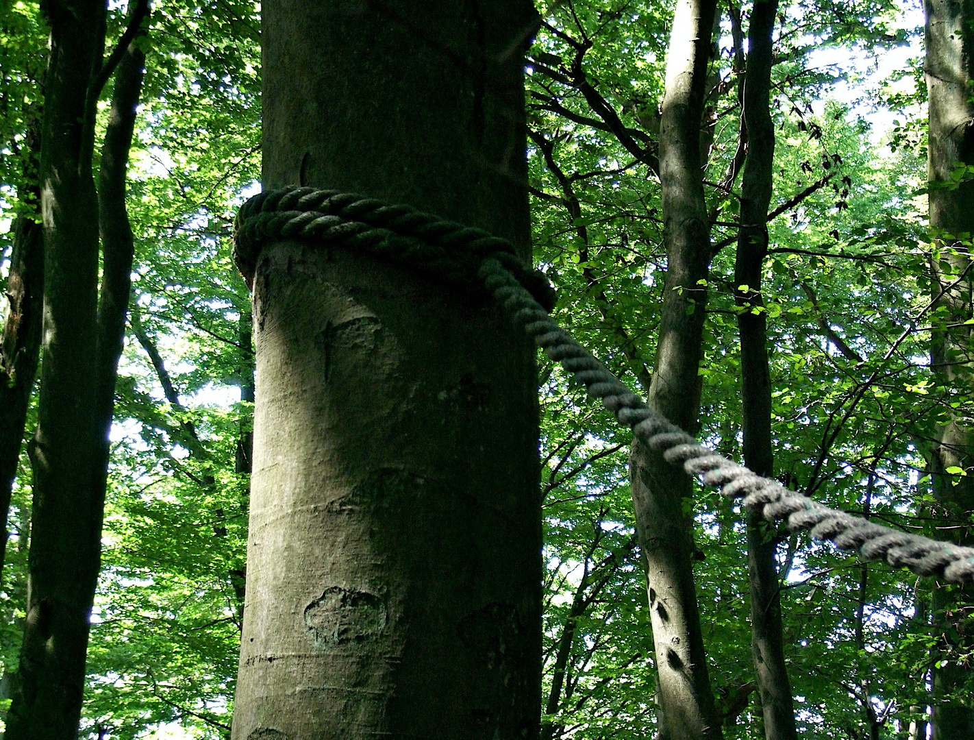 Baum festgebunden,