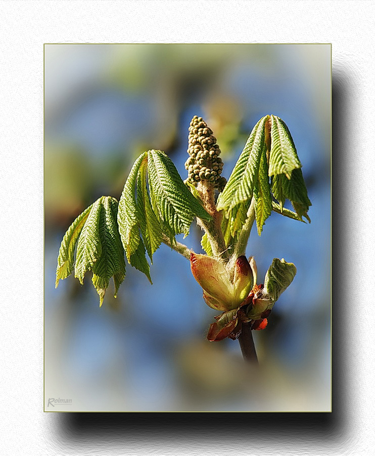 Baum-Fledermaus