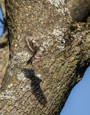 "BAUM FLIEGER" ..... äääää Baumläufer