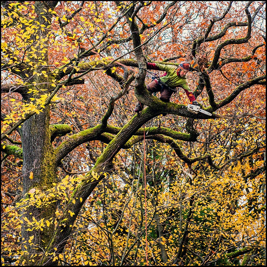 Baum-Friseur