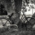 Baum frisst Fahrrad