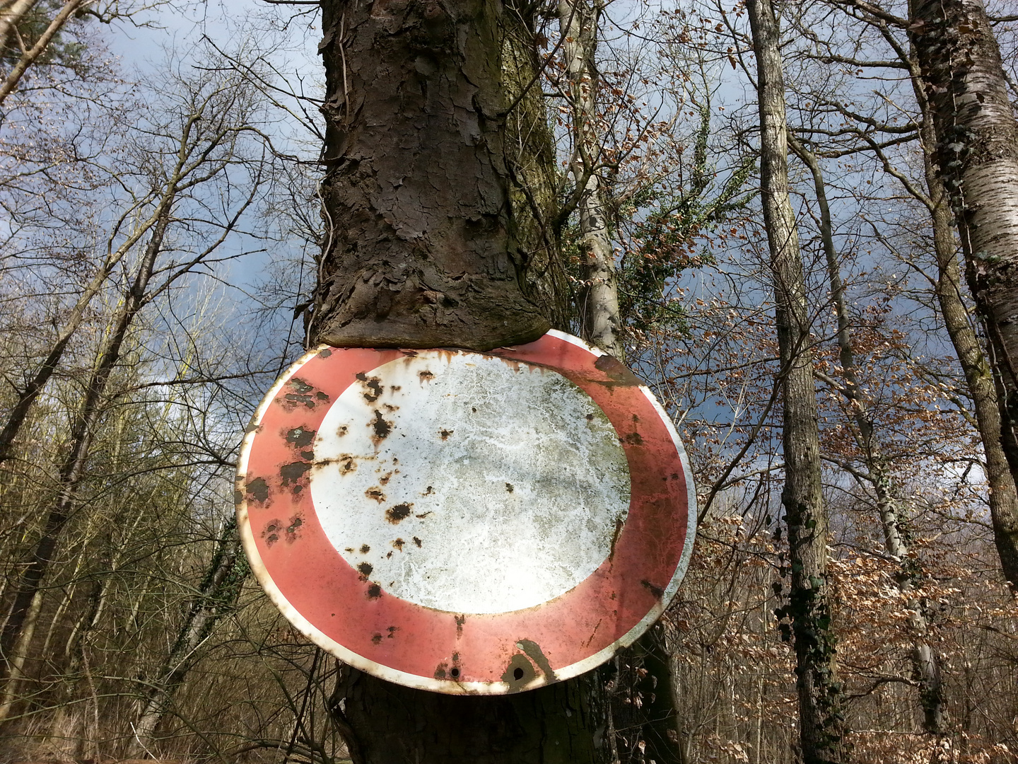 Baum frisst Fahrverbotsschild