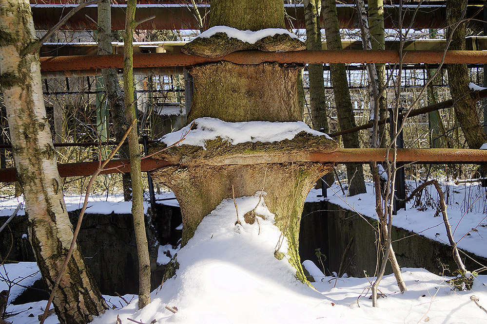 Baum frisst Geländer