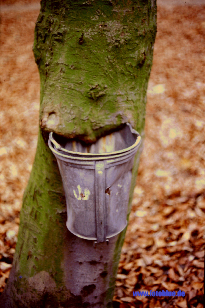 Baum frisst Mülleimer