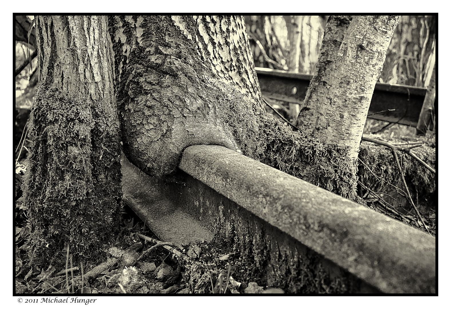 Baum frisst Schiene