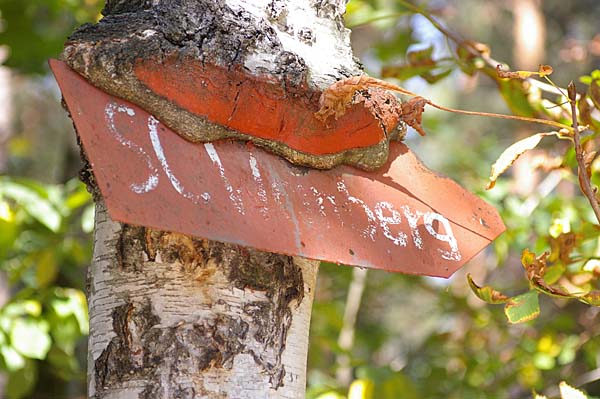 Baum frisst Schild