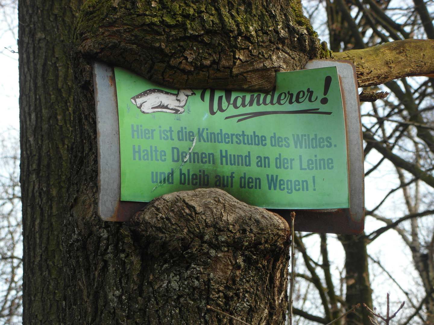 Baum frisst Schild 6