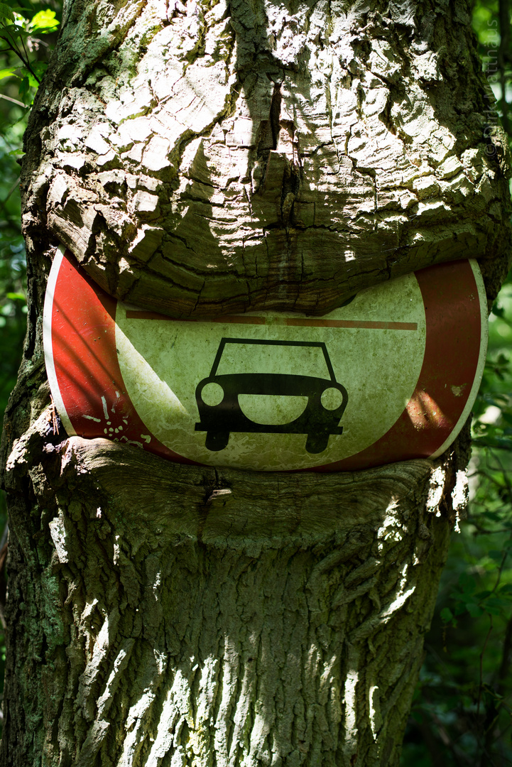 Baum "frisst" Schild