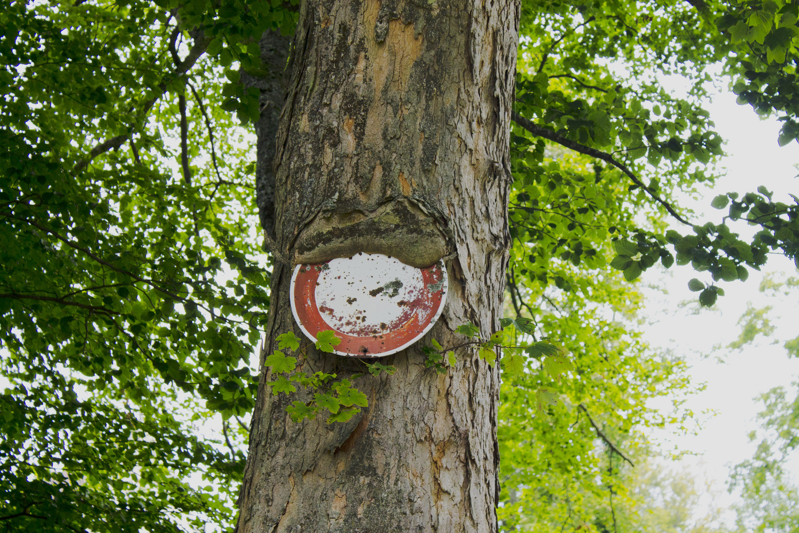 Baum frisst Schild