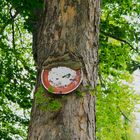 Baum frisst Schild