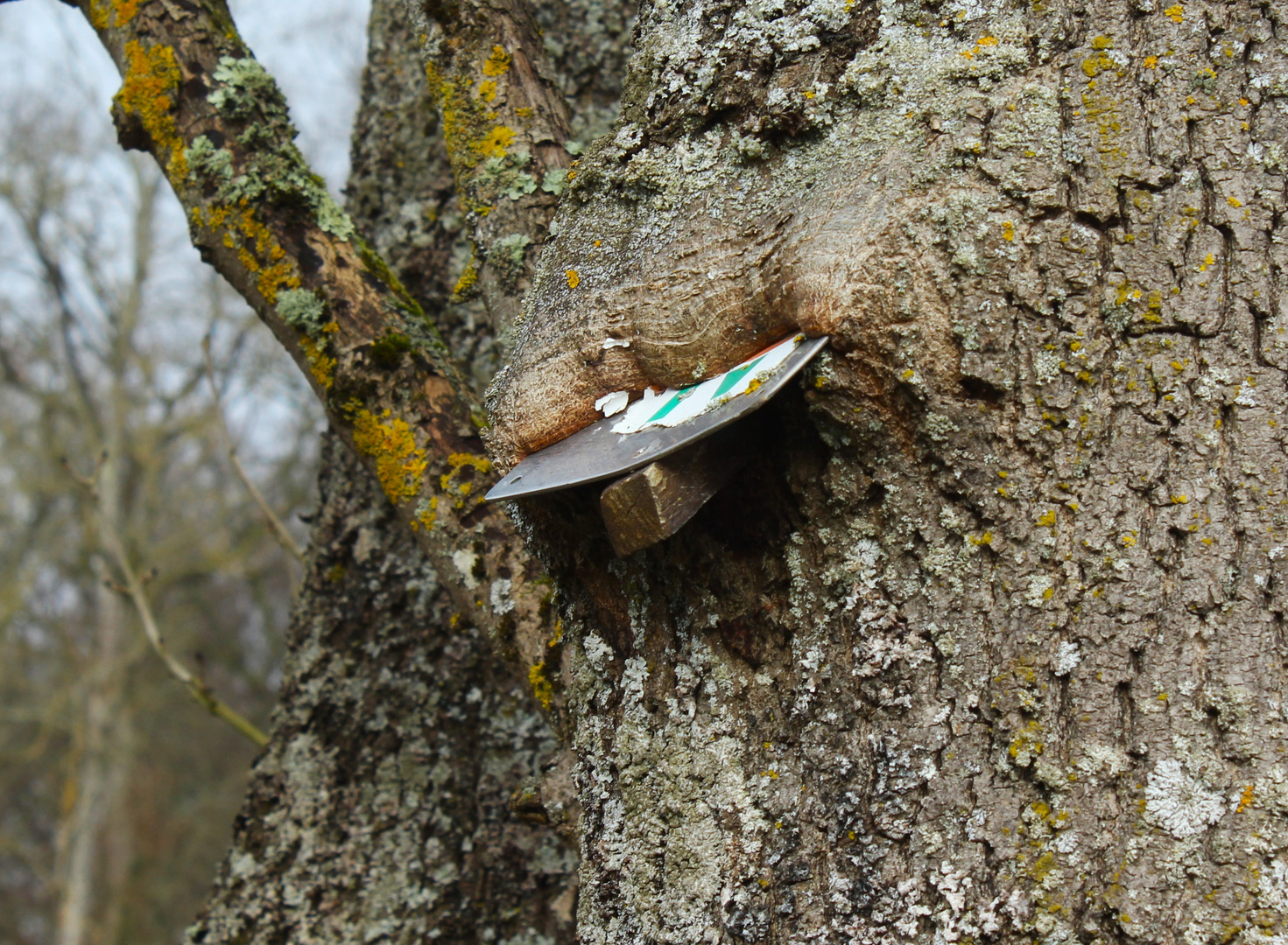 Baum frisst Schild