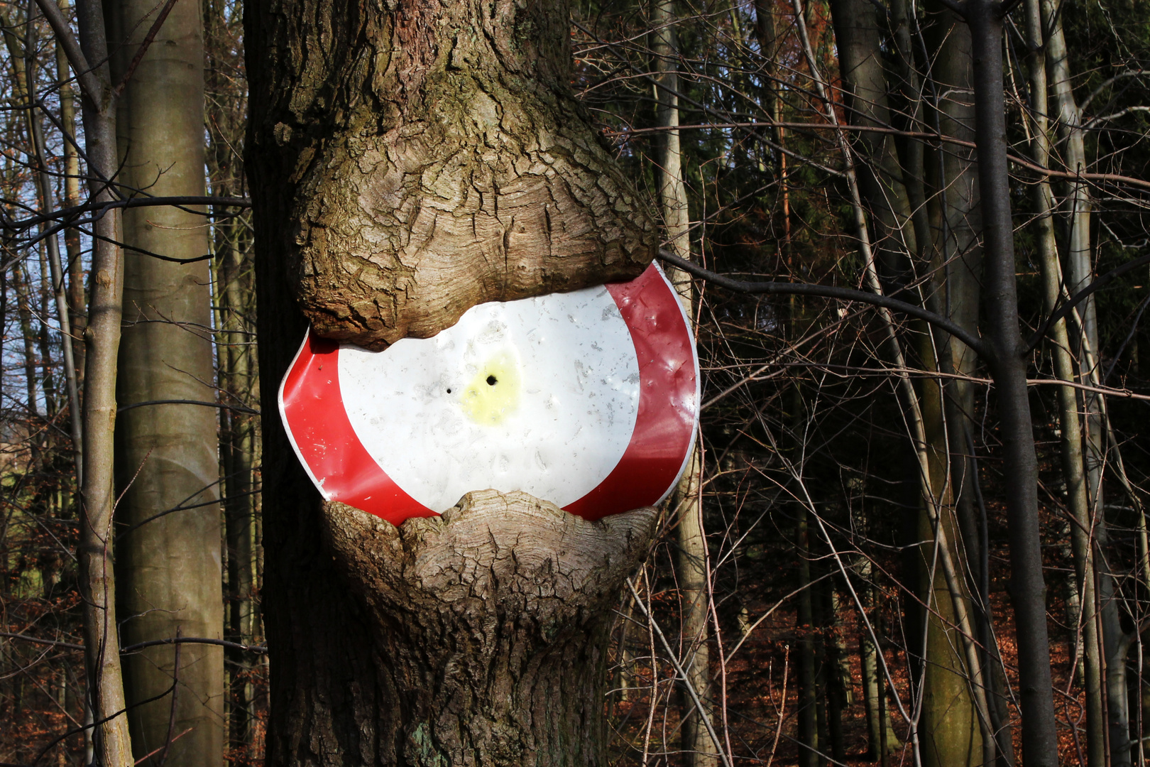 >>> Baum frisst Schild 