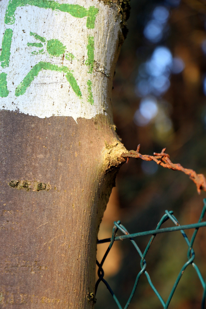 Baum frisst Stacheldraht