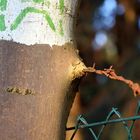 Baum frisst Stacheldraht