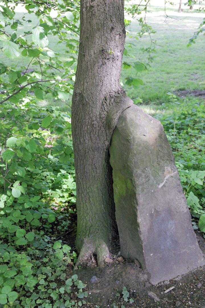 Baum frisst Stein