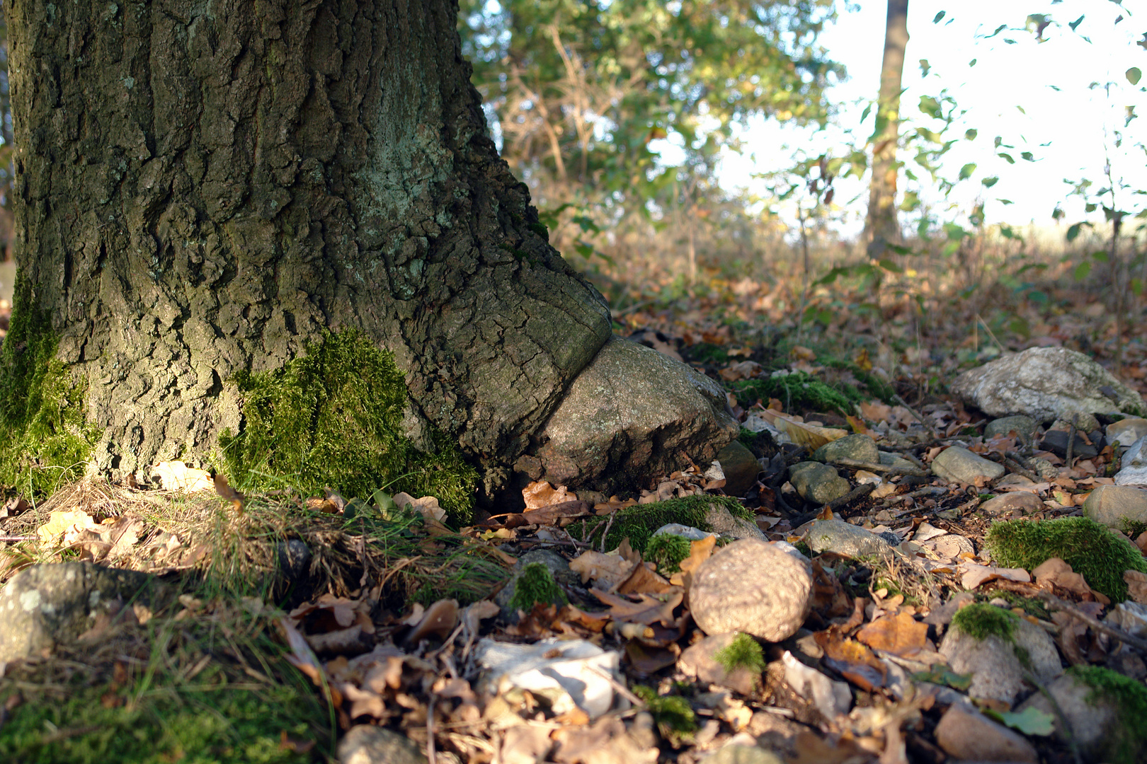 Baum frisst Stein