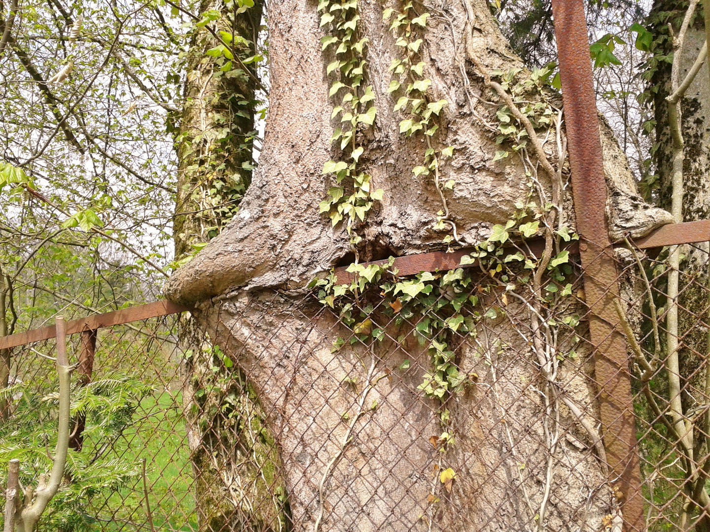 Baum frißt Zaun