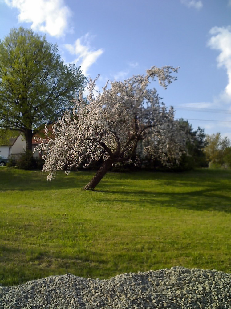 Baum-Frühling