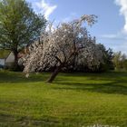 Baum-Frühling