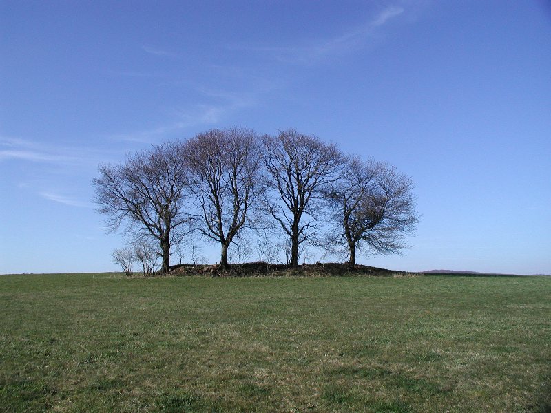 Baum für Vierjahreszeiten