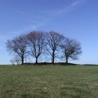 Baum für Vierjahreszeiten