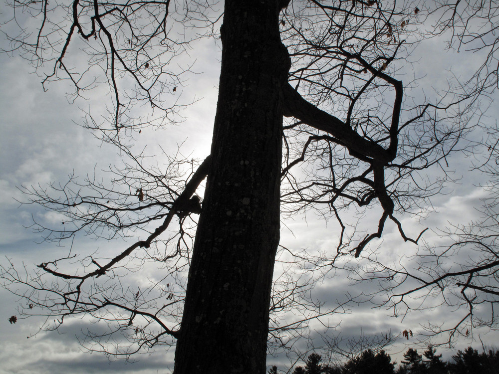 Baum Gegen Himmel