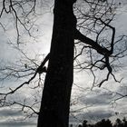 Baum Gegen Himmel