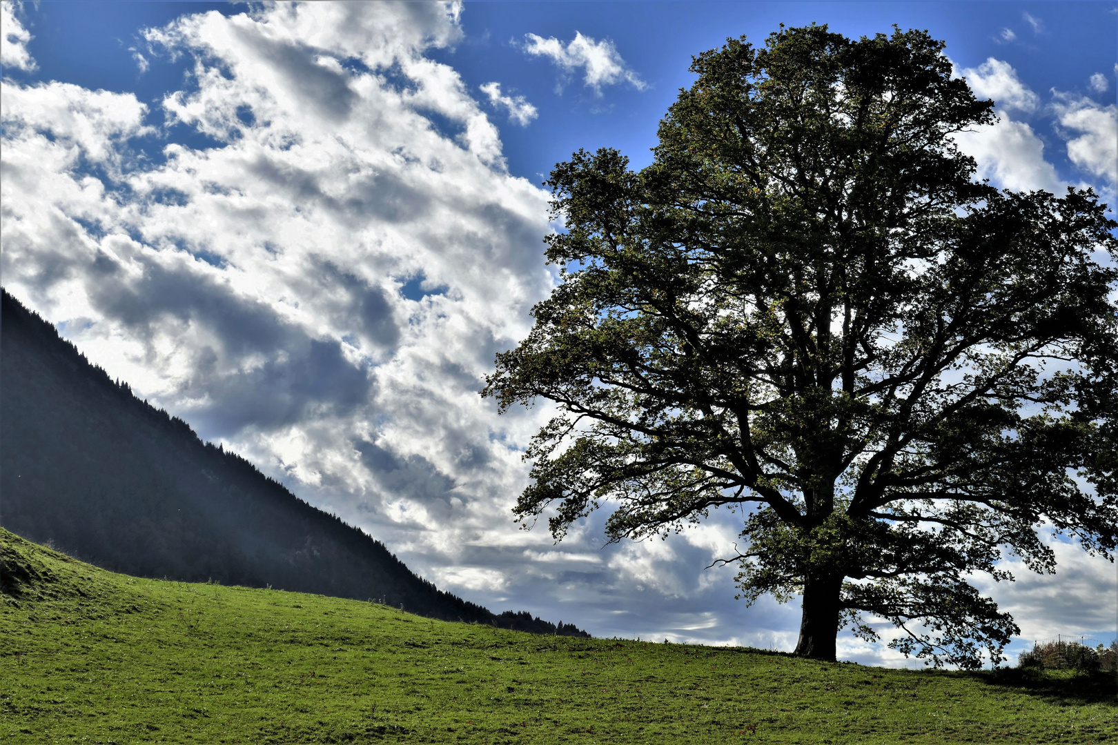 Baum gegen Himmel