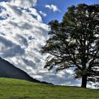 Baum gegen Himmel