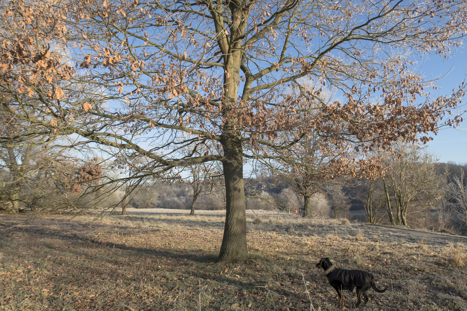 Baum gegen Mantelträger: "Geh weiter, Memme, geh einfach weiter!"