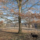 Baum gegen Mantelträger: "Geh weiter, Memme, geh einfach weiter!"