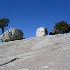 Baum gegen Stein