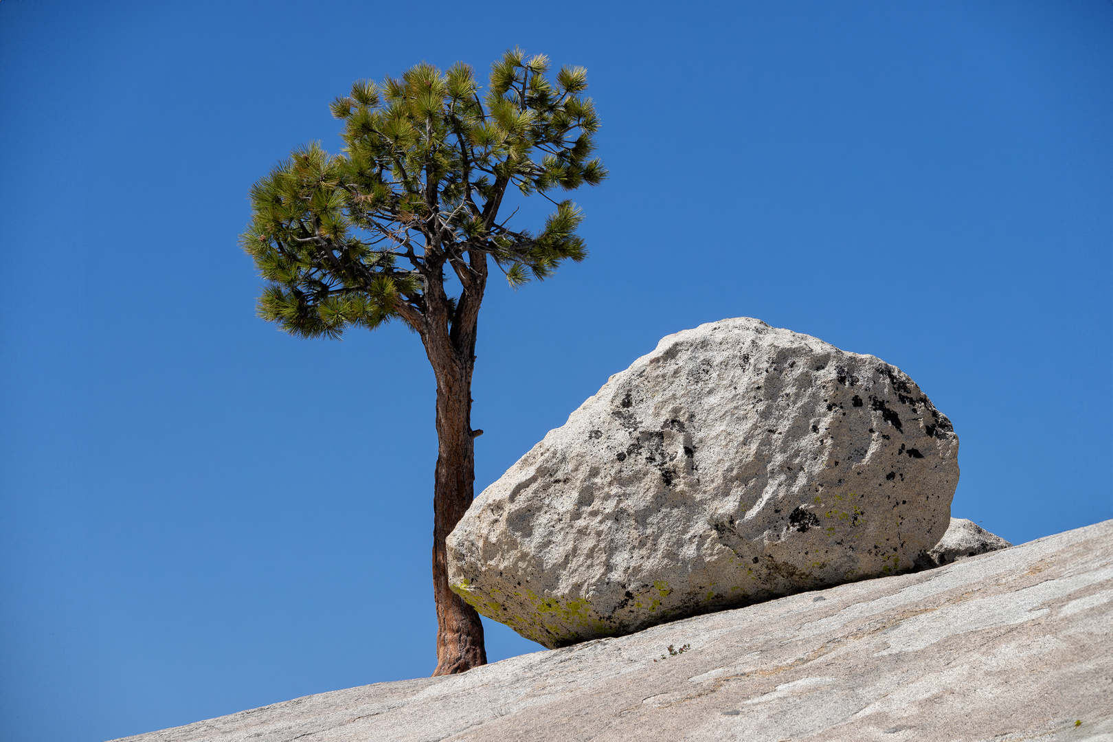 Baum gegen Stein