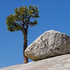 Baum gegen Stein