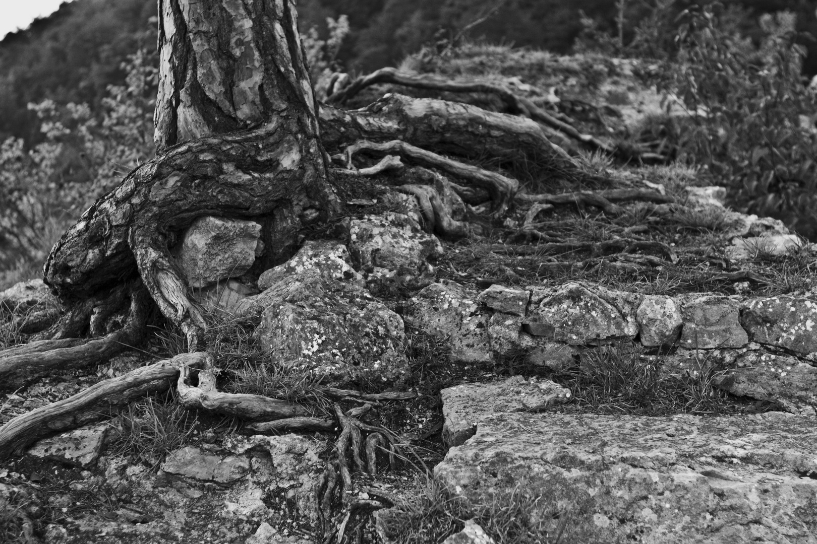 Baum gegen Stein