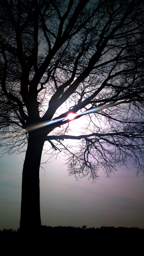 Baum gegens Licht