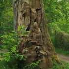 Baum - Geist oder nur Grenzeiche