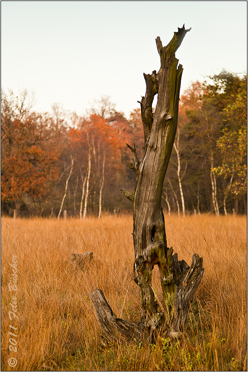 Baum-Gerippe