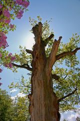 Baum geschädigt!