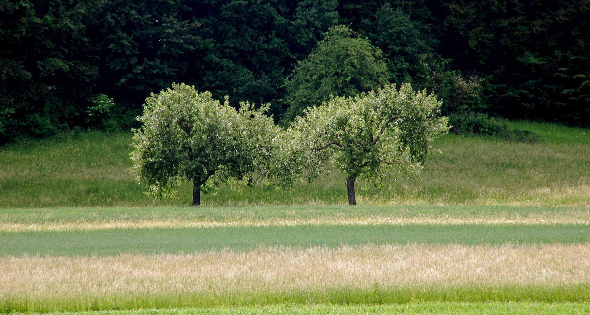 Baum-Geschwister