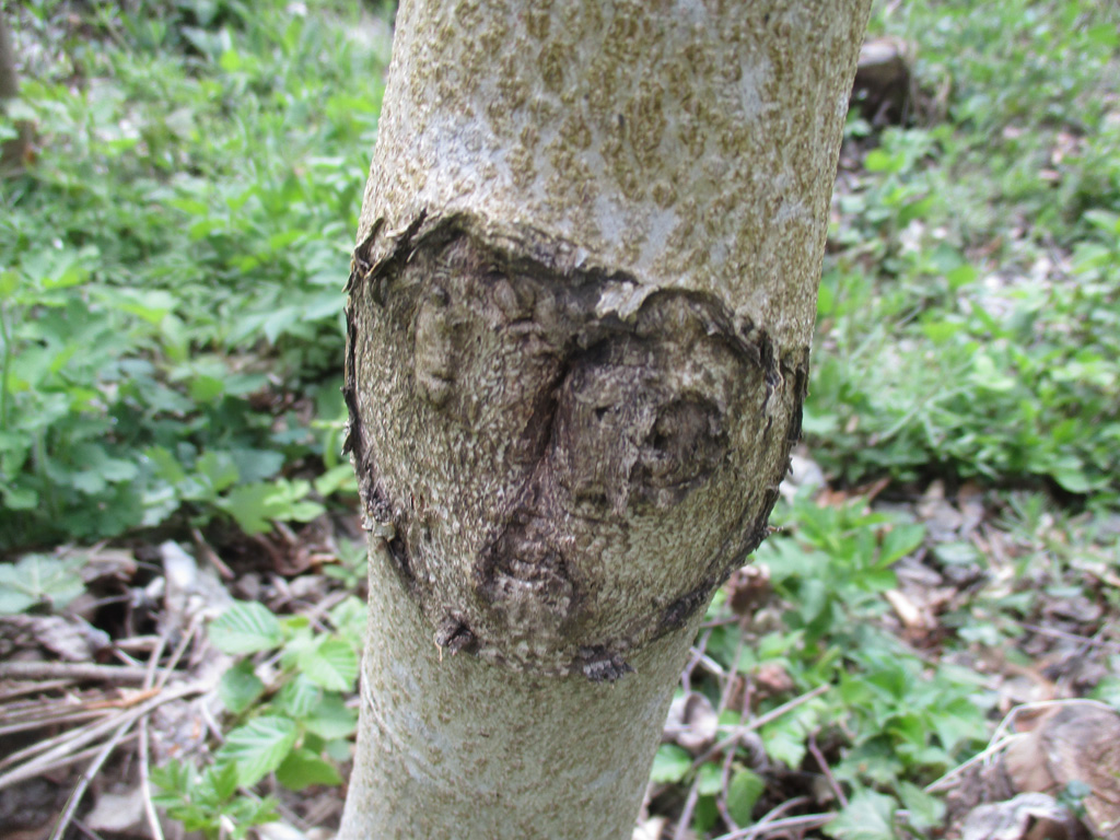  Baum Gesicht 