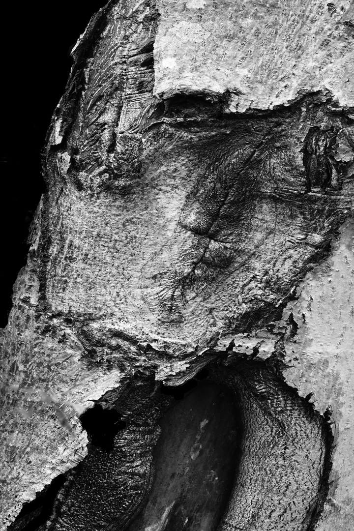 Baum- Gesicht