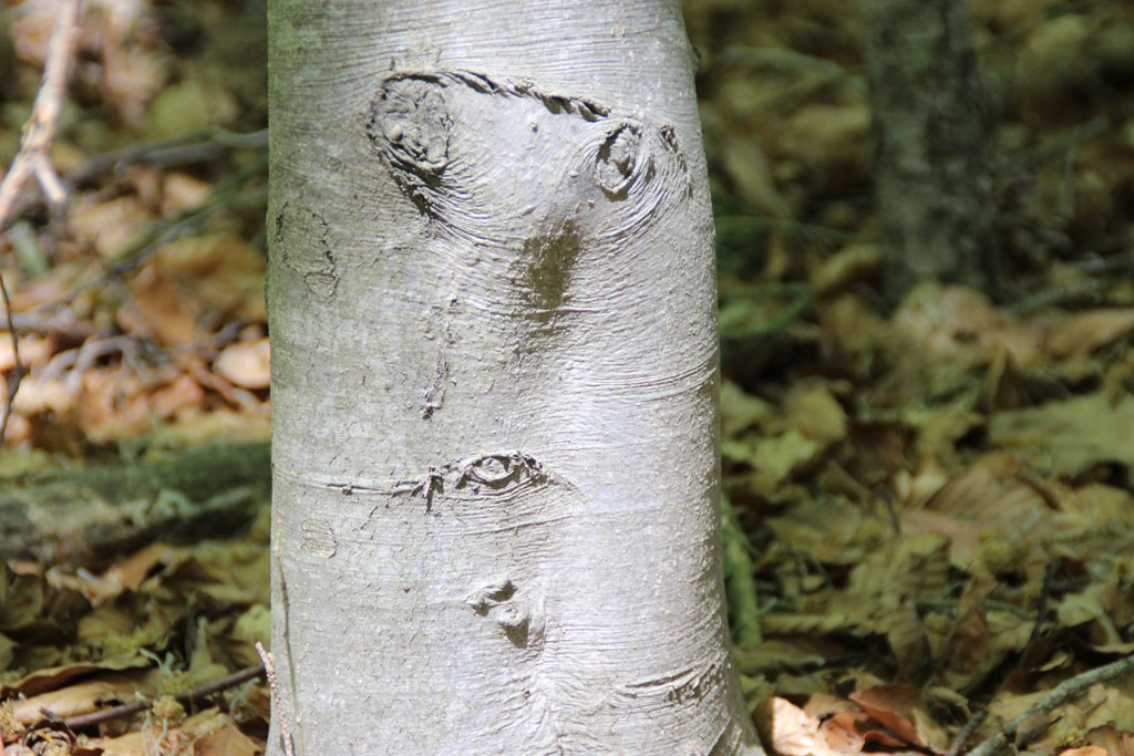  Baum Gesicht 