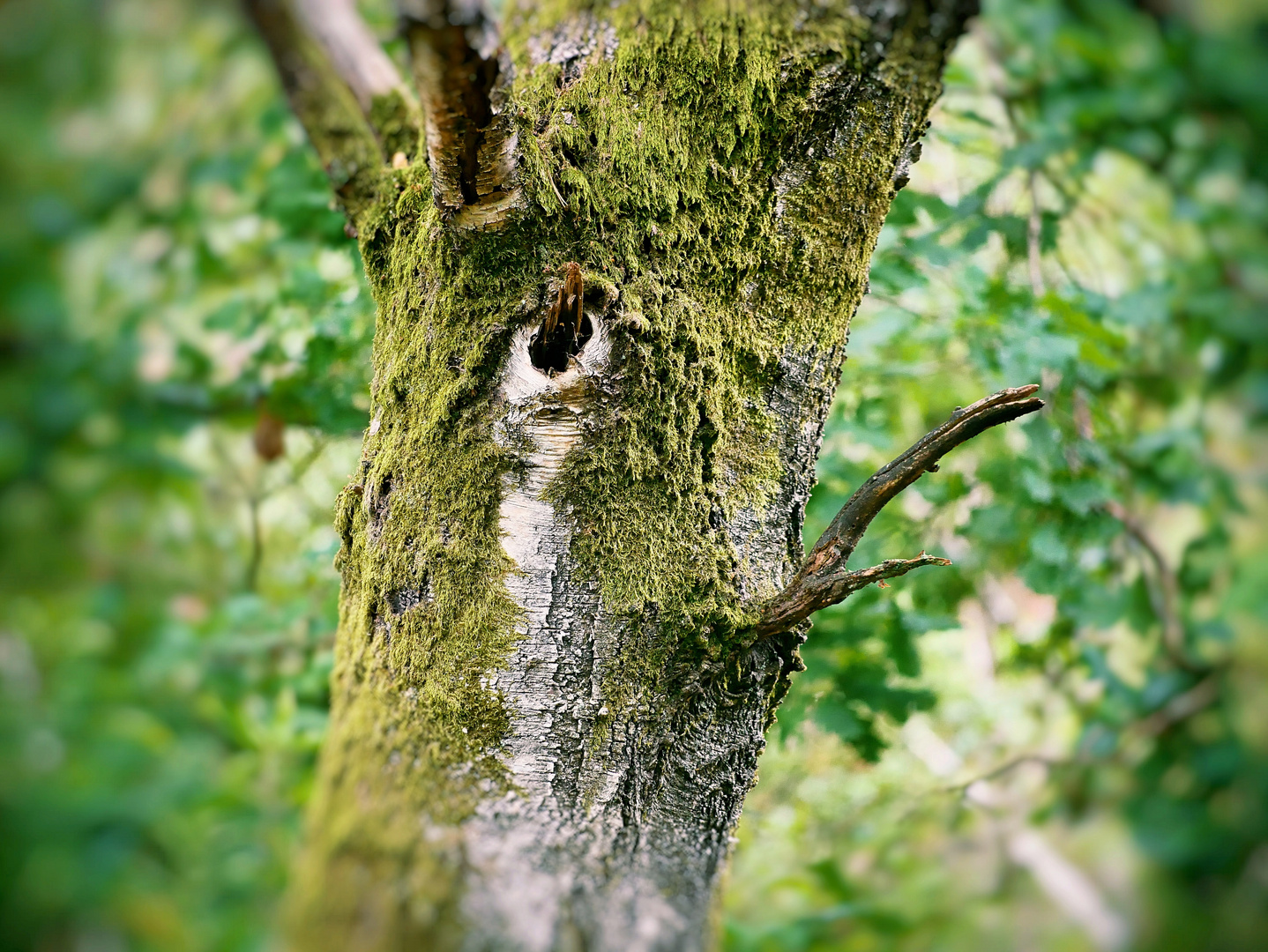 Baum-Gesicht