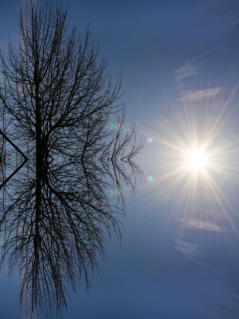 Baum gespiegelt