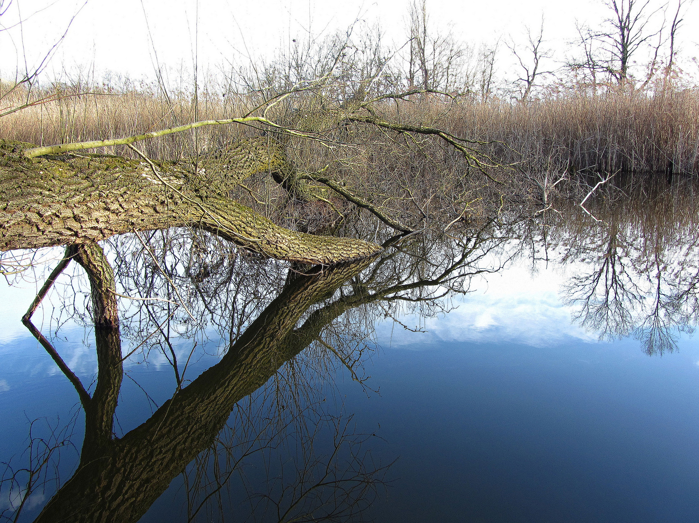 Baum gespiegelt im Wasser