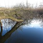 Baum gespiegelt im Wasser