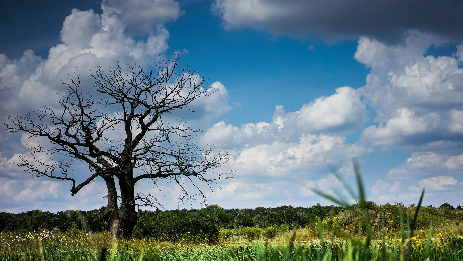 Baum - gestorben in Wolfsburg