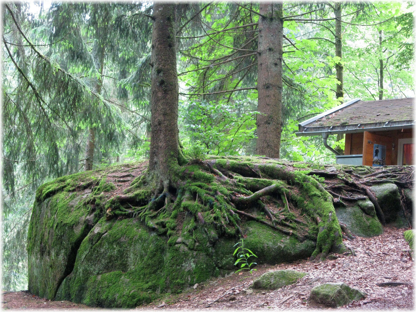 Baum gewachsen auf Stein