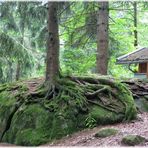 Baum gewachsen auf Stein